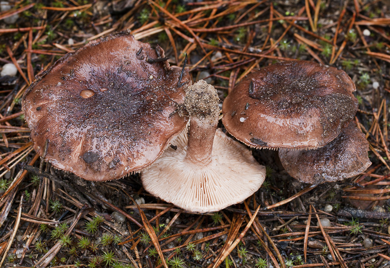 Tricholoma albobrunneum